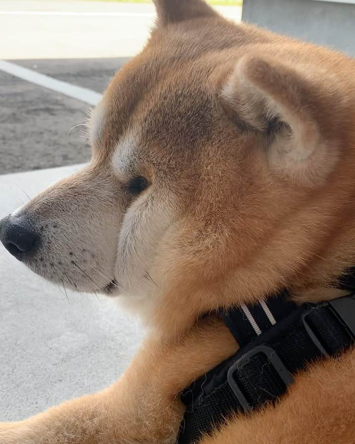 shibainu berryのインスタグラム