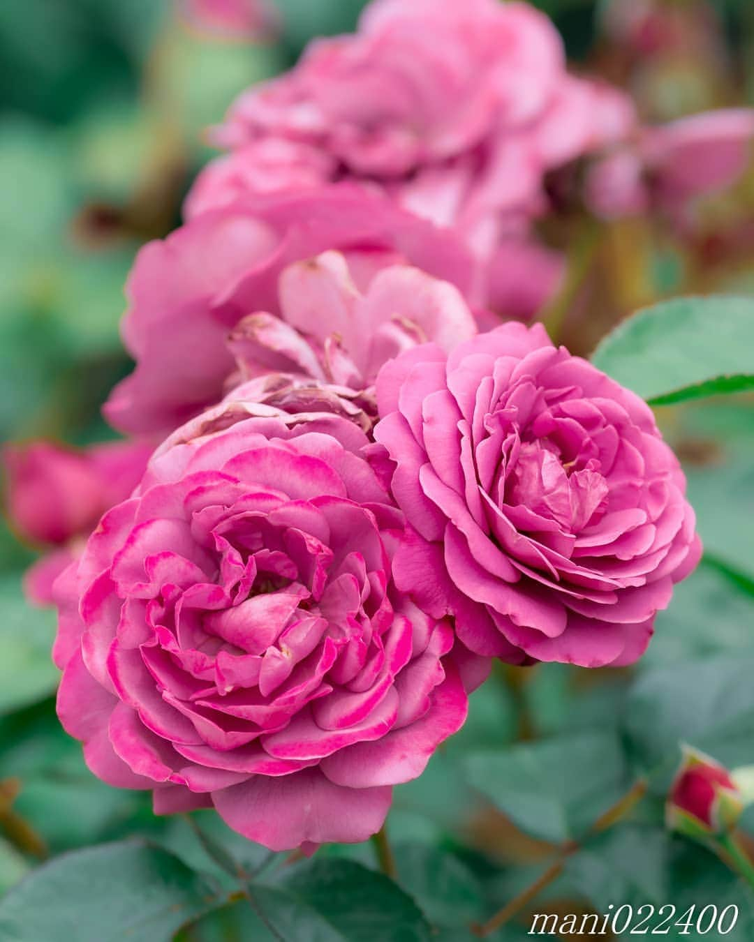 mani022400のインスタグラム：「. 7 Sep. 2020 . . こんばんはー🌸🌺🌹✨ . . location:Chiba camera:a7r3 lens:Sony135GM . . .  🌺🌺🌺🌷🌷🌷🌹🌹🌹🌸🌸🌸 ご訪問ありがとうございます🙇 . お花以外の写真は サブアカウントにポストしています。 良かったら、覗いてください🙇🙇 ⬇️⬇️⬇️ @mani0224000   . 🌺🌺🌺🌷🌷🌷🌹🌹🌹🌸🌸🌸 . . . バラ  🔷🔷🔷🔷🔷🔷🔷🔷🔷 discoverwithalpha ﻿ japan_ilc﻿  a7rm3 ﻿ sel135f18gm  sel55f18z  #カメラ好きな人と繋がりたい  #flower  #花 #flowers   #写真好きな人と繋がりたい love_bestjapan  serahana #ファインダー越しの私の世界    #healing_roses_  #bns_lite #eclecticshow #explore_floral . #9Vaga_Rose9 9vaga9  9vaga_3flowers9  #floristsandflowers #ip_blossoms_vip  #fabulous_shots ig_flowers #ponyfony_flowers #meiko_roses  meiko_flora_member #myheartinshots #la_flowers #rainbow_petals #top_favourite_flowers  #quintaflower #inspiring_shot #phx_flowers dreaming_in_macro #flower_special_legend  nature_special_legend  #ind_flowers #tv_flowers #best_mmf_vipday  #best_beauty_flora_  9vaga_flowersart9 #ptk_flowers #fleur_noblesse_m  .」