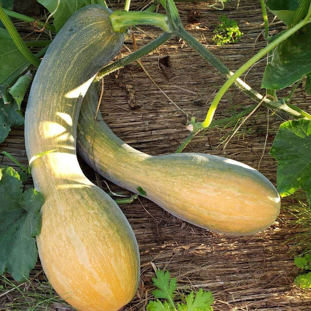 綾小路きみまろのグルメインスタ