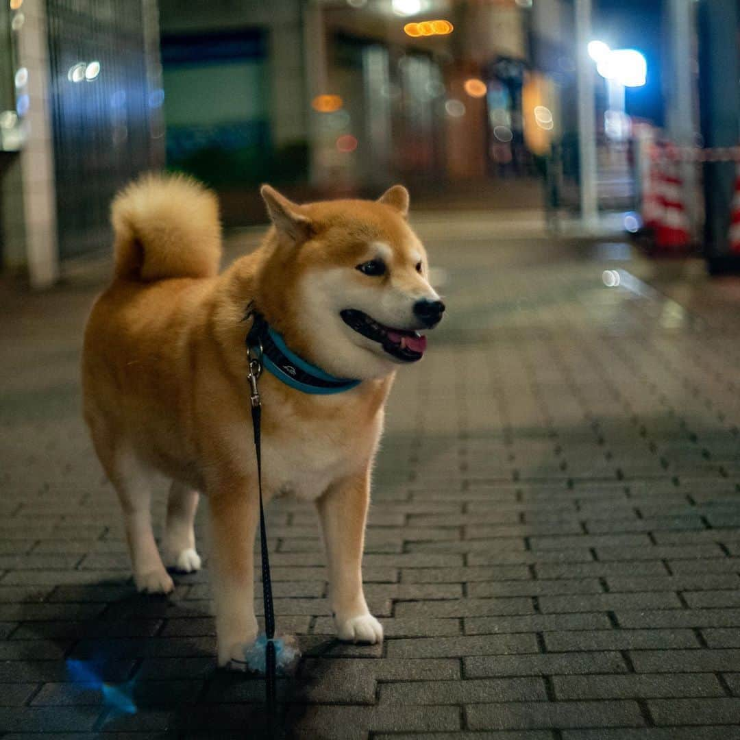 まる（まるたろう）さんのインスタグラム写真 - (まる（まるたろう）Instagram)「It's pretty when it sparkles! It's pretty! ✨🐶✨雨上がりはキラキラ光って綺麗だよね〜 #根津の映えスポット #いけてるっしょ #9時には寝る街 #それが根津 #根津のパワースポットは柴犬のオデコ」9月7日 20時27分 - marutaro