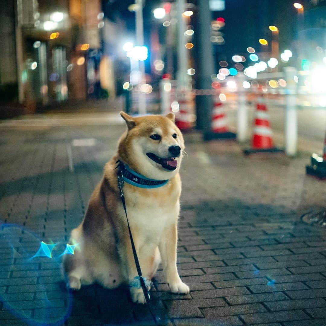 まる（まるたろう）さんのインスタグラム写真 - (まる（まるたろう）Instagram)「It's pretty when it sparkles! It's pretty! ✨🐶✨雨上がりはキラキラ光って綺麗だよね〜 #根津の映えスポット #いけてるっしょ #9時には寝る街 #それが根津 #根津のパワースポットは柴犬のオデコ」9月7日 20時27分 - marutaro