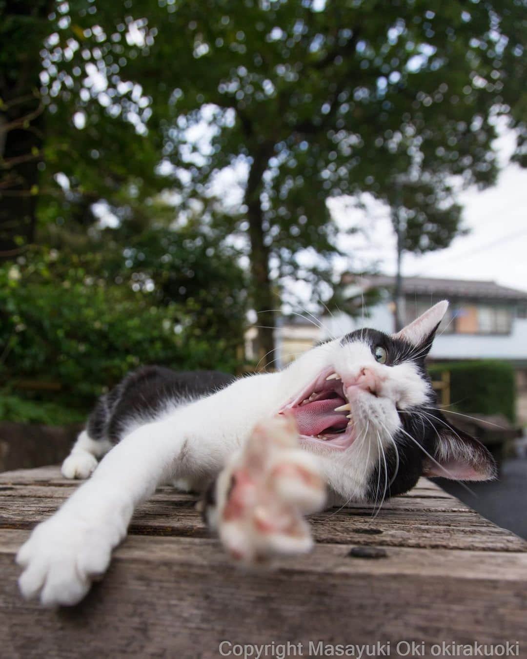 Masayukiさんのインスタグラム写真 - (MasayukiInstagram)「あとすこし。」9月7日 20時44分 - okirakuoki