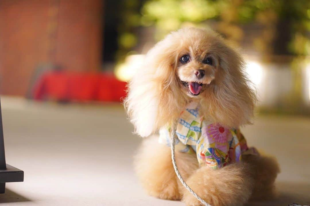 Toypoodle Mikuru?Asakusa Tokyoのインスタグラム