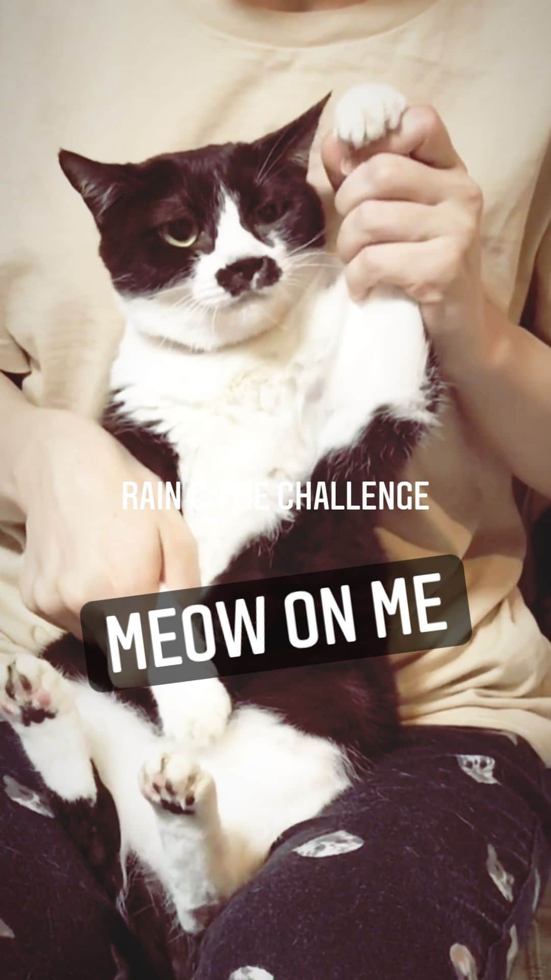 もじゃころのインスタグラム：「Meow On Me😼  #チョッチュ具志コロペッペ  #チョッチュ具志コロペッペダンスシリーズ  #rainonme #rainonmechallenge #rainonmeladygaga #rainonmedance   @ladygaga @aria」