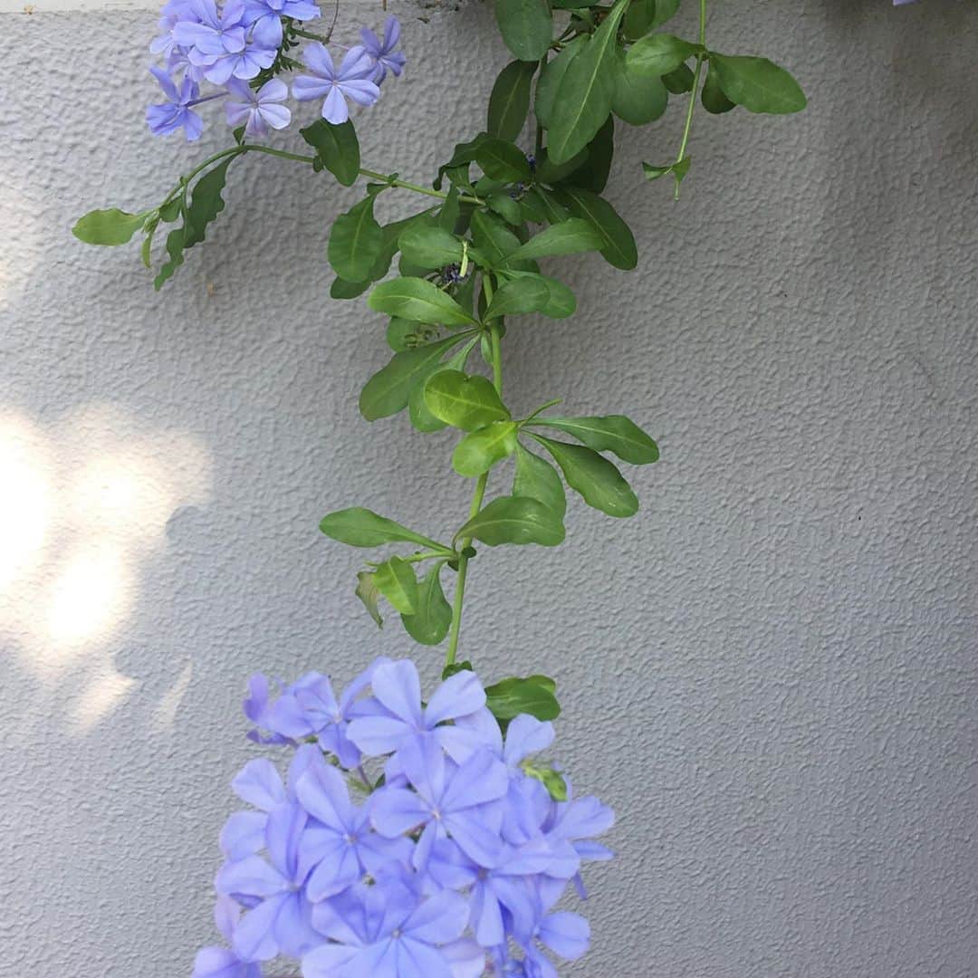 のインスタグラム：「#loveflowers  ルリマツリ（瑠璃茉莉）の花言葉 「ひそかな情熱」 「いつも明るい」 花言葉調べると楽しくて 後はお花を調べるアプリもあるんだよね^_^ このお花ってなんだろう？ ってすぐ調べられるの！ 花ではないけどわたしは音楽を調べたいときよく使ってるかな🎼🎧🎷」