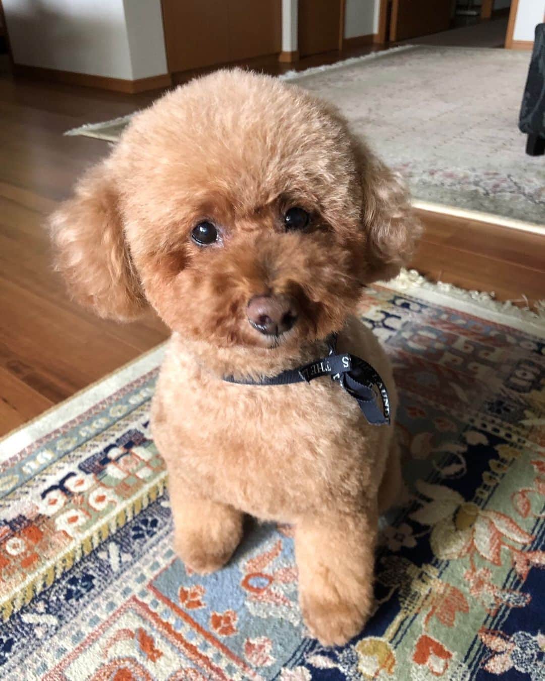 太田宏介のインスタグラム：「『とんかつ』 明日は10歳の誕生日🐶🎂 おめでとう、とんちゃん！ #太田とんかつ  #トイプードル女の子」