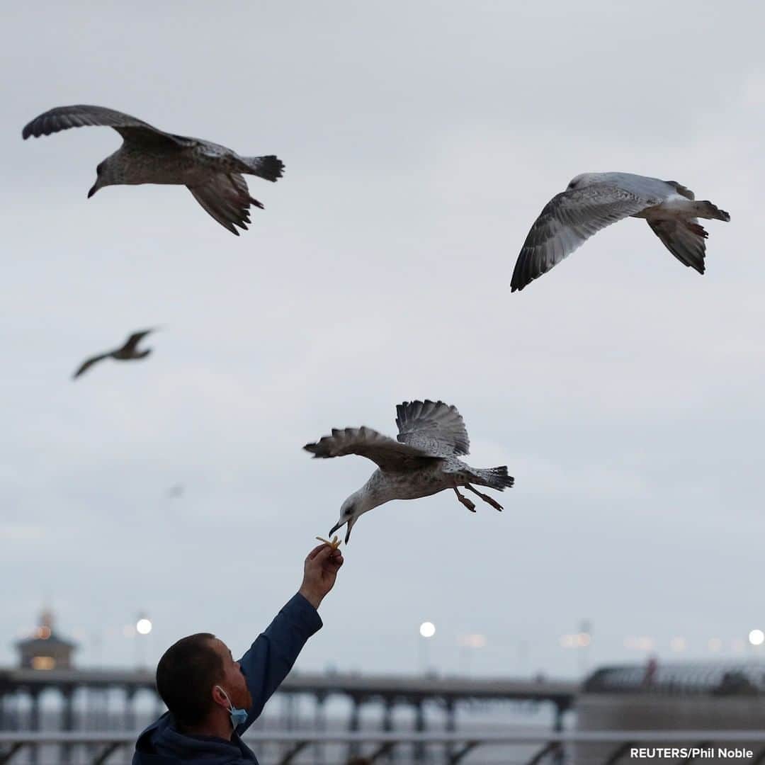 ABC Newsさんのインスタグラム写真 - (ABC NewsInstagram)「DINNER'S SERVED: Man feeds gulls as they fly over the promenade in Blackpool, England. #birds #animals」9月7日 21時24分 - abcnews