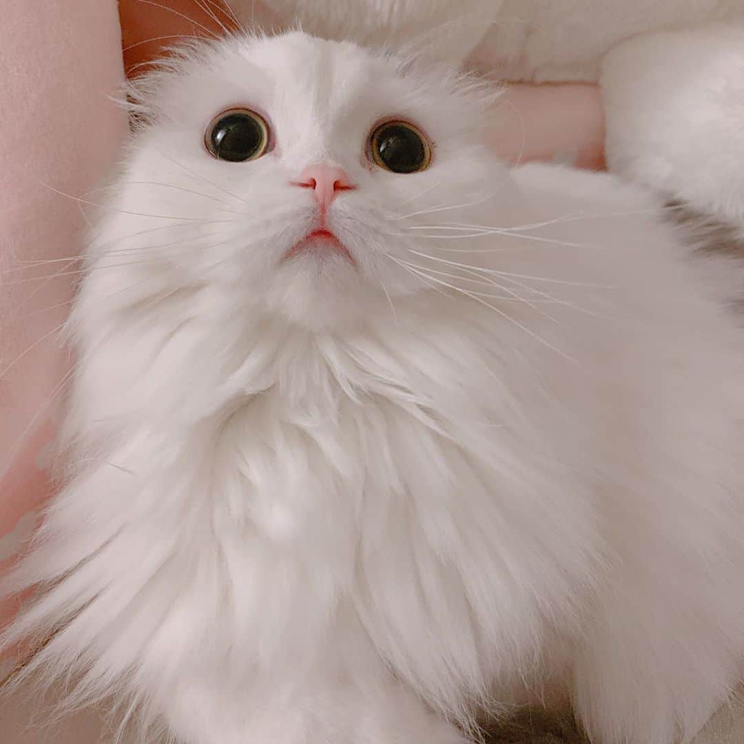 のんたのインスタグラム：「真っ白ほわほわぱんちゃんをお褒めいただいたので⛄️ 白さが目立つショットを☁️ ぱんちゃんは毛玉ができにくい長毛さんのようです🧶 ・ #scottishfold #catstagram_japan #catsofinstagram #cats_of_instagram#catoftheday #ilovemycat #bestmeow #catlover #cutecat #kittensofinstagram #cute #スコティッシュフォールド#スコティッシュフォールドロングヘア#長毛種猫#ふわもこ」
