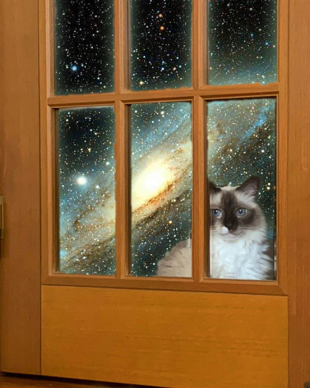 takegaeruさんのインスタグラム写真 - (takegaeruInstagram)「深淵（の猫）をのぞく時、深淵（の猫）もまたこちらをのぞいているのだ  #例のドア #宇宙猫 #cat #猫 #ragdoll #ラグドール #ホワイトポッチーズ」9月7日 21時35分 - takegaeru
