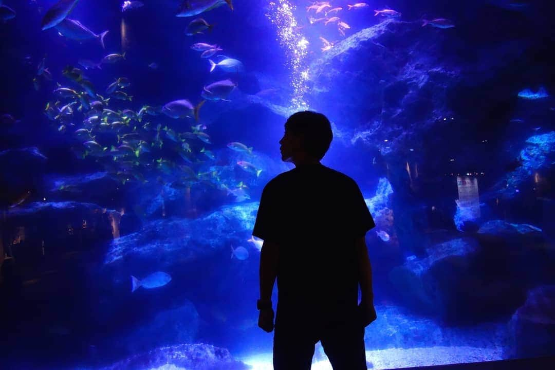 DJ DAIKI（若林大輝）さんのインスタグラム写真 - (DJ DAIKI（若林大輝）Instagram)「Beautiful aquarium🐠🌊 . 海の中にいるみたいで 癒やされる〜😇 . #sumidaaquarium #solamachi #tokyo #sightseeing #マイクロツーリズム #東京観光 #すみだ水族館 #子ども達しかいなかった笑」9月7日 21時36分 - daiki.wakabayashi