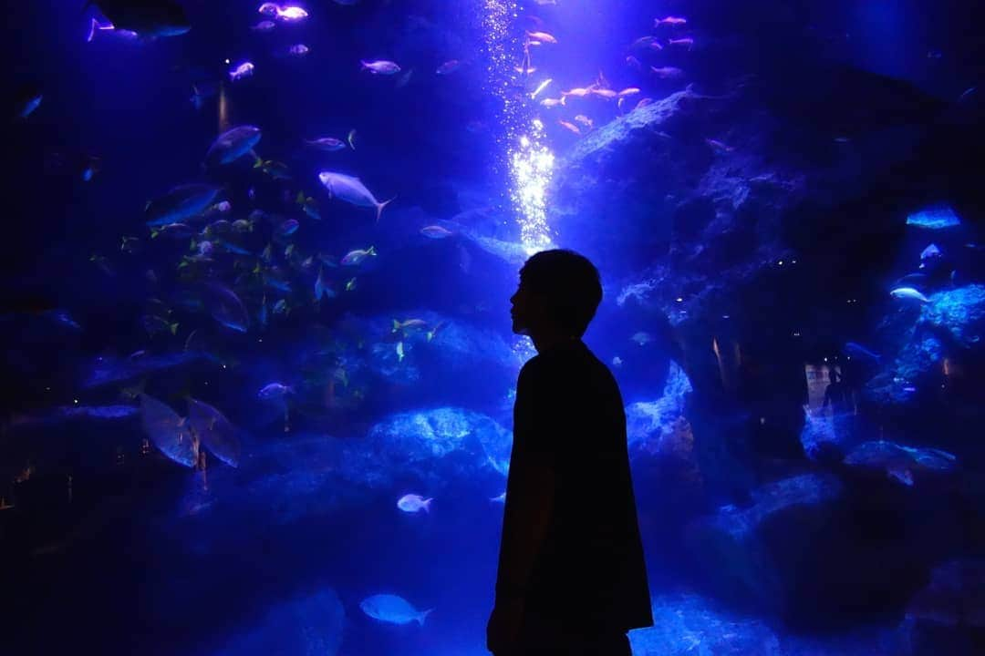 DJ DAIKI（若林大輝）さんのインスタグラム写真 - (DJ DAIKI（若林大輝）Instagram)「Beautiful aquarium🐠🌊 . 海の中にいるみたいで 癒やされる〜😇 . #sumidaaquarium #solamachi #tokyo #sightseeing #マイクロツーリズム #東京観光 #すみだ水族館 #子ども達しかいなかった笑」9月7日 21時36分 - daiki.wakabayashi