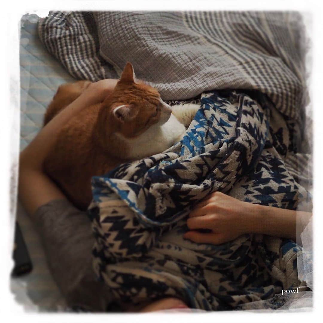 anemone_69のインスタグラム：「. ハカセと兄さん . . #ハカセとキョウジュ #茶トラ白 #茶白 #cat #猫 #保護猫 . #DreamCanvas_powf . . .」