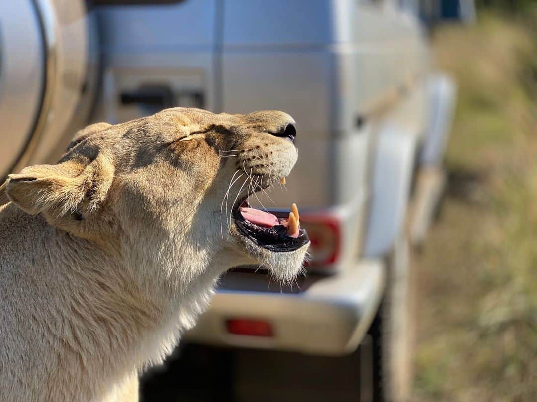 Kevin Richardson LionWhisperer さんのインスタグラム写真 - (Kevin Richardson LionWhisperer Instagram)「Gabby is scenting something in the air and ‘tasting’ it via her Jacobsson’s or vomeronasal organ. I always try and get people to imagine a world where scents are wafting by us left, right and centre and each one is telling us something different. As humans, our sense of smell has been so dumbed down over time, to the extent that sometimes a smell needs to smack us quite literally in the face before we smell it. Lions on the other hand rely quite heavily on smells as their survival still depends on it. In this particular scenario I had driven over a pile of antelope 💩 which made the pheromones circulating in the air that much more concentrated for Gabs to enjoy! And as those of you who have been following me for a while know, lions love love love 💩😁 Thanks as always to @mercedesbenzsa for always being so understanding as to what we get up to in the #GClass. Educating my followers about lions is super important and besides this is where a #g350d belongs.   #MBAmbassador #StrongerThanTime #EveryTerrain #GClass #GWagon #GWagen #StaySafe #MercedesBenzSA #flehmen #flehmenresponse #grimace #lioness #lion #lionconservation #conservation #education」9月7日 21時45分 - lionwhisperersa