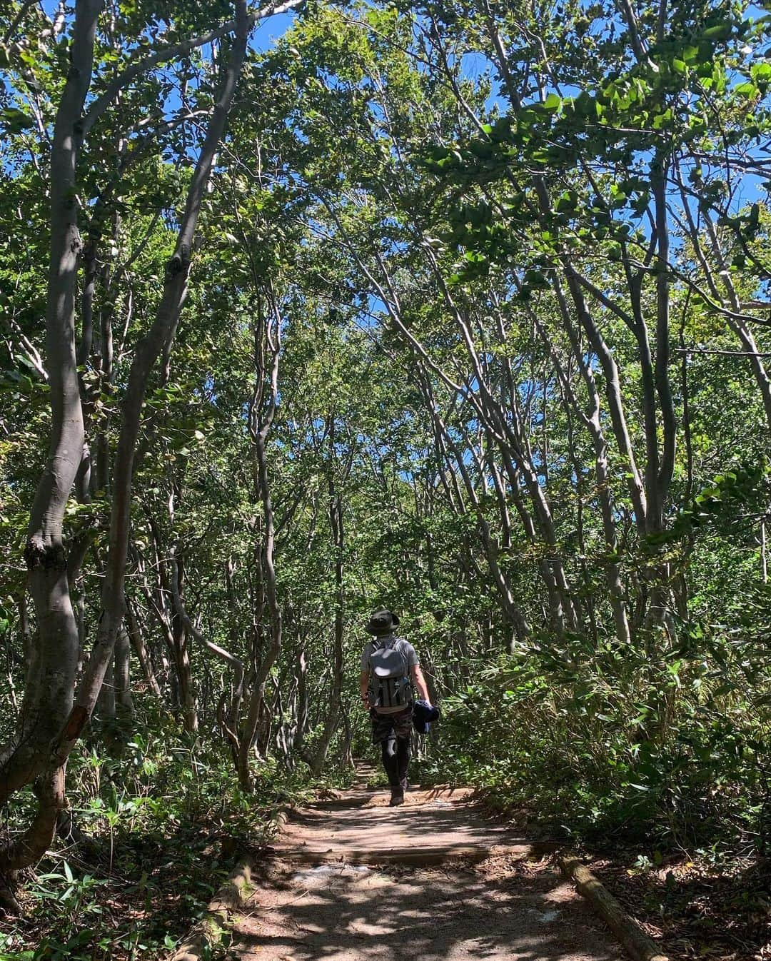 工藤淳之介さんのインスタグラム写真 - (工藤淳之介Instagram)「五頭山、続き。 カルテットでもお話しした通り、暑かったけど登山道は木陰も多いし、登るほど涼しくなりました。山の風、最高。 写真はスマホでどこを撮ってもキレイ。 それだけ自然に勝るものはないということでしょうか⛰☀️ 次は守門岳の予定😌  #新潟 #新潟放送 #3時のカルテット #登山 #山登り  #五頭山 #新潟百名山 #新潟のコメジルシ  #mountain  #mountains  #nature  #green   #bsn #アナウンサー #山男  #山男子 #山登り初心者  #工藤淳之介」9月7日 22時02分 - kudojun_nosuke_bsn