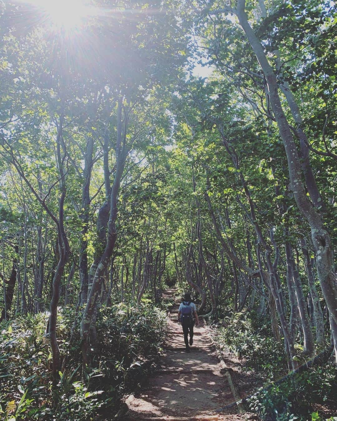 工藤淳之介さんのインスタグラム写真 - (工藤淳之介Instagram)「五頭山、続き。 カルテットでもお話しした通り、暑かったけど登山道は木陰も多いし、登るほど涼しくなりました。山の風、最高。 写真はスマホでどこを撮ってもキレイ。 それだけ自然に勝るものはないということでしょうか⛰☀️ 次は守門岳の予定😌  #新潟 #新潟放送 #3時のカルテット #登山 #山登り  #五頭山 #新潟百名山 #新潟のコメジルシ  #mountain  #mountains  #nature  #green   #bsn #アナウンサー #山男  #山男子 #山登り初心者  #工藤淳之介」9月7日 22時02分 - kudojun_nosuke_bsn