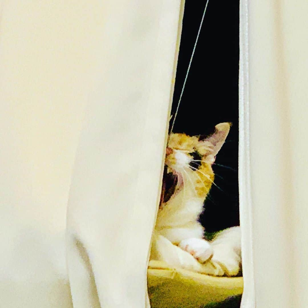 KABA.ちゃんさんのインスタグラム写真 - (KABA.ちゃんInstagram)「保護猫のすすきちゃん♀秘密基地でのあくびを盗撮！やばい気付かれた！睨んでる〜からの向かって来た！ヤバい、やばい、、、汗、胸の上に乗って来て暫く睨まれた~~~こわ！笑笑、  #保護猫 #♀ #すすきちゃん #秘密基地であくびを盗撮 #気付かれ睨んでる #やばい #汗 #胸の上で暫く睨まれた #笑笑」9月7日 22時14分 - kabachan_official