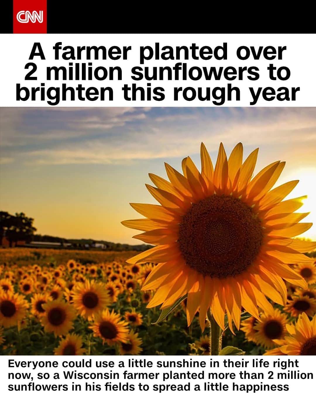 CNNさんのインスタグラム写真 - (CNNInstagram)「For the first time in 70 years of farming, a Wisconsin family planted more than 2 million sunflowers in their fields 🌻  Scott Thompson's family usually plants berries and pumpkins, but this year they thought it would be ideal to spread a little happiness. "As the season went on, the pandemic never went anywhere,” Thompson said. “We thought people might be looking for something to do, and what a great way to social distance and ... smile, basically."⁠ (📸: Scott Thompson)」9月7日 22時24分 - cnn