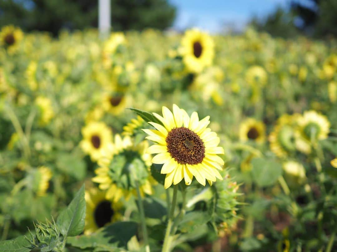 今井安紀さんのインスタグラム写真 - (今井安紀Instagram)「I feel strong vitality from this sunflower. It is like smiling for the sun. (No.1) We could see some kinds of sunflowers. (No.2-3) This flower object of bird is like Sprocket, who is a villager of Animal Crossing... I named it “Sprocket’s wife”. haha (No.4) I thought I found a really lovely bumblebee, but it was a carpenter bee. (No.5)  眩しすぎる太陽に向かって笑顔を向けているようなひまわり。強い生命力を感じます。(No.1) ひまわり、何か所にも咲いてて色が違ったりして面白かった。(No.2-3) 花でできた鳥見て、あつ森のキャラに似てるぞ…？という話になり、命名「ヘルツの妻」。本当は花火鳥という名前がちゃんとあるそうです。(No.4) マルハナバチみたいな可愛い形の虫が頑張ってる！と思って撮った。実際にはクマバチだった。まぁどちらにせよ可愛い。(No.5) 6枚目はおまけ。気を抜いていたらマリリンさん @marilyntsuda がOM-Dで撮ってた。  Camera : No.1-5 Olympus PEN E-PL9 No.6 OM-D Lens: No.1-4 25mm No.5 150mm  #olympuspenepl9 #noedit #nofilter #photolover #latergram #kobe #travel #trip #awajishima #awajiisland #sunflower #carpenterbee  #オリンパスPEN #加工なし #撮って出し #写真好きな人と繋がりたい #時差スタグラム #エモい写真 #神戸 #旅 #旅行 #淡路島 #明石海峡公園 #ひまわり #花火鳥 #クマバチ #クマンバチ」9月7日 22時24分 - i_am_akinyan0826