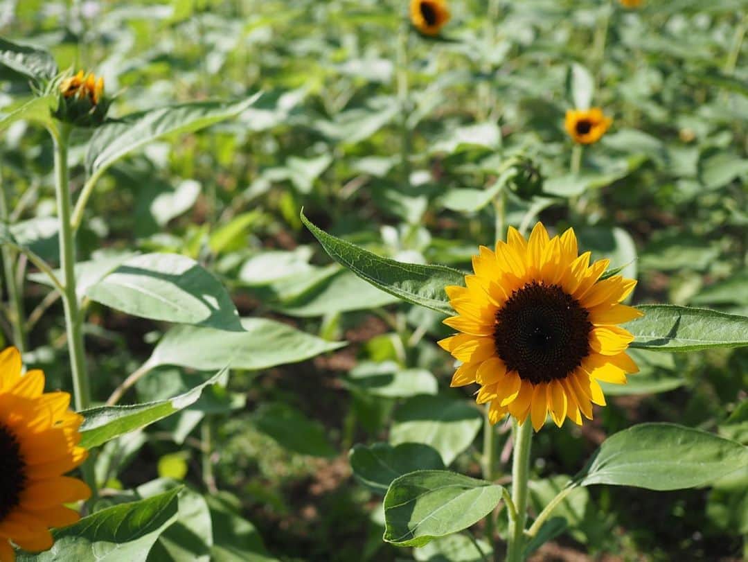 今井安紀さんのインスタグラム写真 - (今井安紀Instagram)「I feel strong vitality from this sunflower. It is like smiling for the sun. (No.1) We could see some kinds of sunflowers. (No.2-3) This flower object of bird is like Sprocket, who is a villager of Animal Crossing... I named it “Sprocket’s wife”. haha (No.4) I thought I found a really lovely bumblebee, but it was a carpenter bee. (No.5)  眩しすぎる太陽に向かって笑顔を向けているようなひまわり。強い生命力を感じます。(No.1) ひまわり、何か所にも咲いてて色が違ったりして面白かった。(No.2-3) 花でできた鳥見て、あつ森のキャラに似てるぞ…？という話になり、命名「ヘルツの妻」。本当は花火鳥という名前がちゃんとあるそうです。(No.4) マルハナバチみたいな可愛い形の虫が頑張ってる！と思って撮った。実際にはクマバチだった。まぁどちらにせよ可愛い。(No.5) 6枚目はおまけ。気を抜いていたらマリリンさん @marilyntsuda がOM-Dで撮ってた。  Camera : No.1-5 Olympus PEN E-PL9 No.6 OM-D Lens: No.1-4 25mm No.5 150mm  #olympuspenepl9 #noedit #nofilter #photolover #latergram #kobe #travel #trip #awajishima #awajiisland #sunflower #carpenterbee  #オリンパスPEN #加工なし #撮って出し #写真好きな人と繋がりたい #時差スタグラム #エモい写真 #神戸 #旅 #旅行 #淡路島 #明石海峡公園 #ひまわり #花火鳥 #クマバチ #クマンバチ」9月7日 22時24分 - i_am_akinyan0826