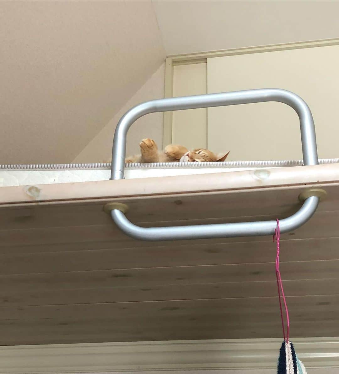 篠栗たかしさんのインスタグラム写真 - (篠栗たかしInstagram)「高い所で気持ちよさそうだな。﻿ ﻿ #ロフト猫 ﻿ ﻿ #ナツメ ﻿ #飼い猫」9月7日 22時17分 - eight_bridge_guli