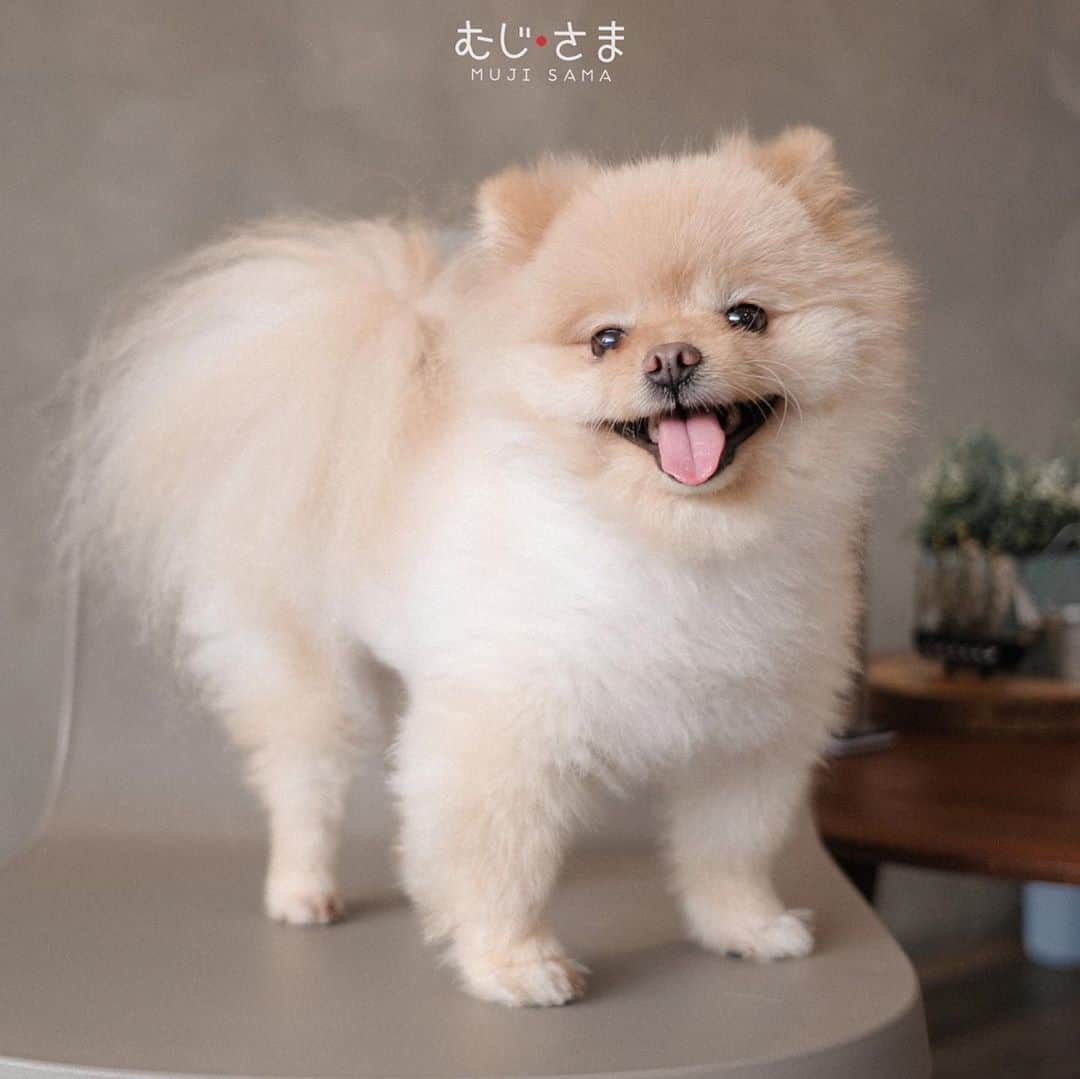 むじさまさんのインスタグラム写真 - (むじさまInstagram)「New look at @captainquintparadise  #mujisama #dog #dogsofinstagram #doglife #doglovers #dogs #pomeranian #pomeraniansofinstagram」9月7日 22時33分 - mujisama