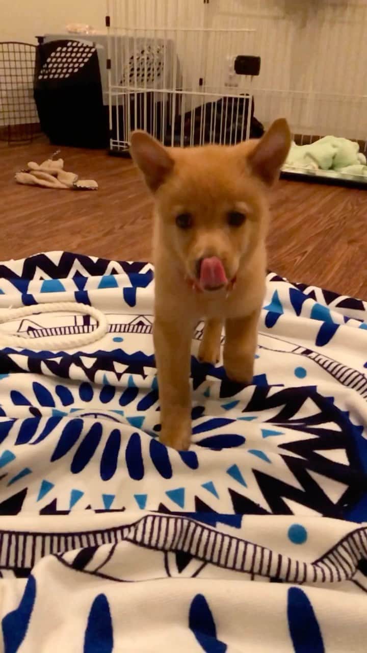 野澤麗花のインスタグラム：「耳 . #保護犬　#犬 # 子犬　#雑種犬  #dog #puppy  #rescueddog」