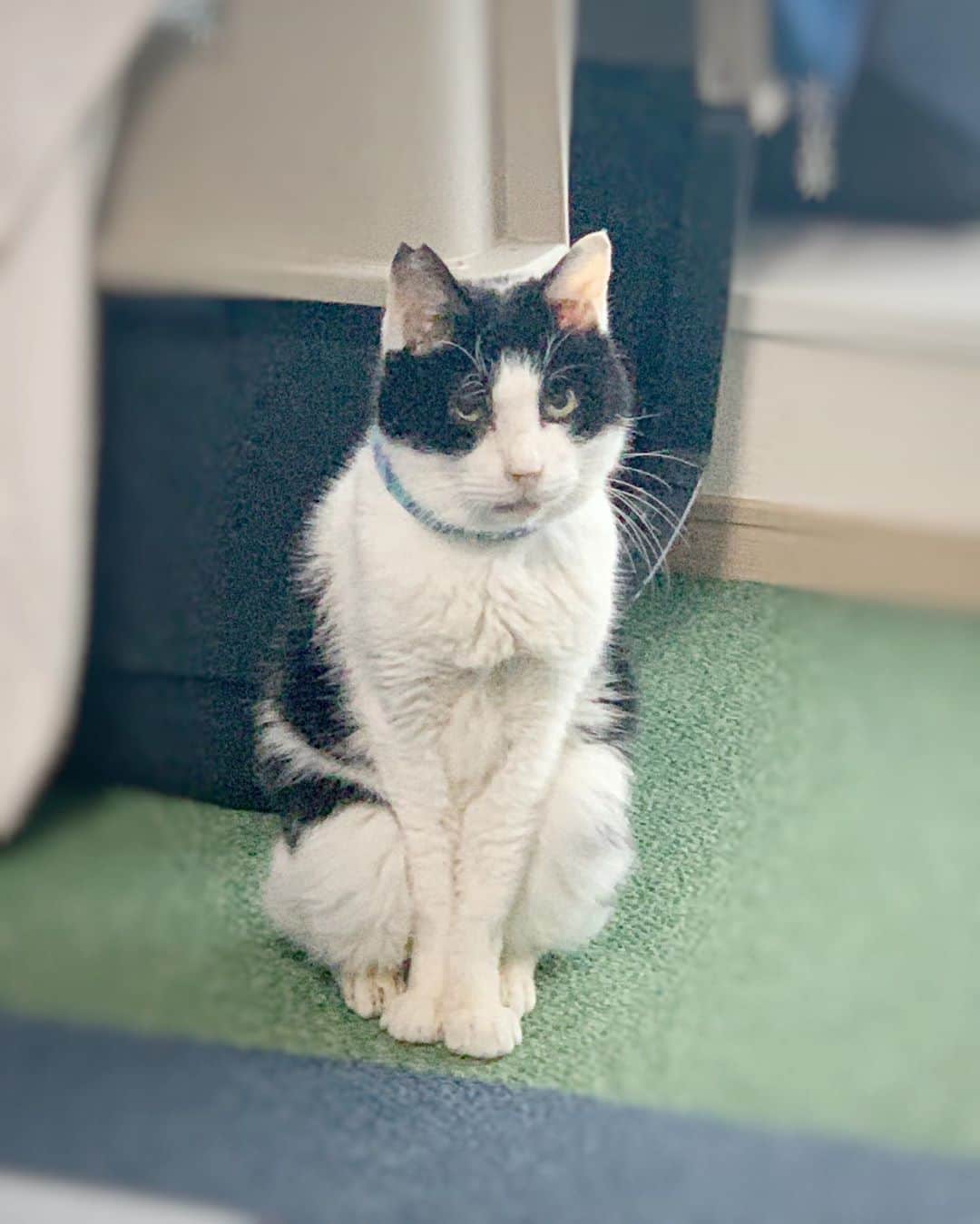 菊地由美のインスタグラム：「* ‪外猫から我が家へ向かい入れ‬ ‪家中でケージ暮らしを経て‬ ‪めでたくケージから‬ ‪リリースしたある日のこと‬  ‪緊張気味に直立不動のくびわ が、、‬ ‪→‬ ‪数分後にはこうなってた‬  ‪何が嬉しいって 脚を伸ばして横になってヘソ天で寝てくれて くびわが安心出来る場所を提供出来た事😭💛‬ . ‪#保護猫くびわ‬ ‪#元保護猫‬ #rescuedcat #くびわとめーちゃん #denkuruhachi」