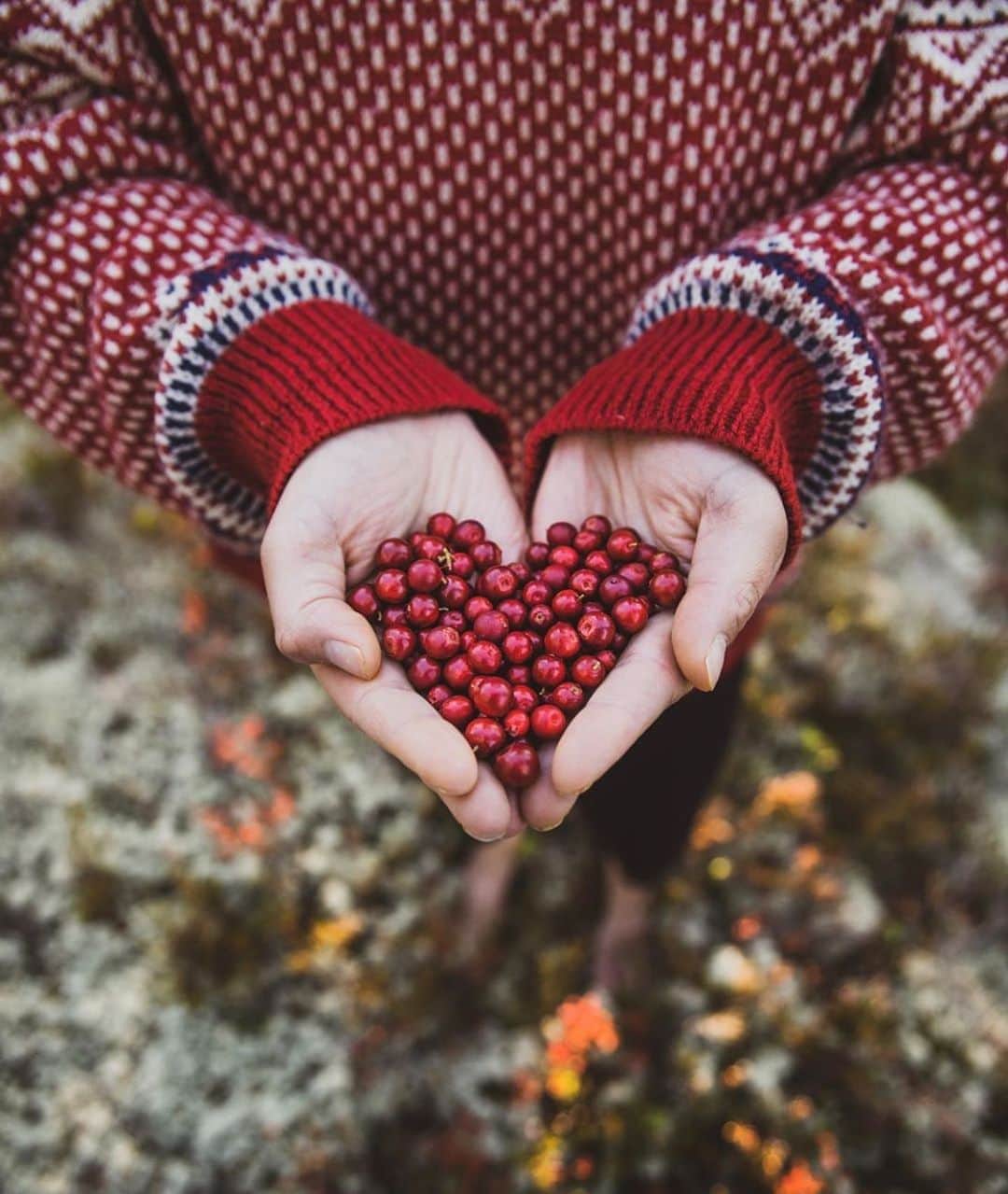 のインスタグラム：「❤️ベリー❤️ コケモモです。 ． @eramuijat さんの写真。Kiitos！」