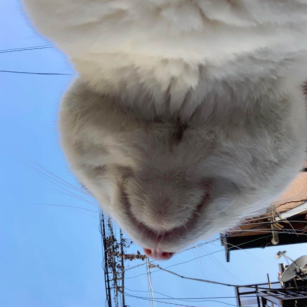 のインスタグラム：「一年前のナナクロ Nanakuro a year ago  Photo:2019.09.07 食後の毛繕い。 あ〜、いそがし、いそがし。  #うちの猫ら #nanakuro #ナナクロ #一年前のナナクロ #猫 #ねこ #cat #ネコ #catstagram #ネコ部 http://kachimo.exblog.jp」