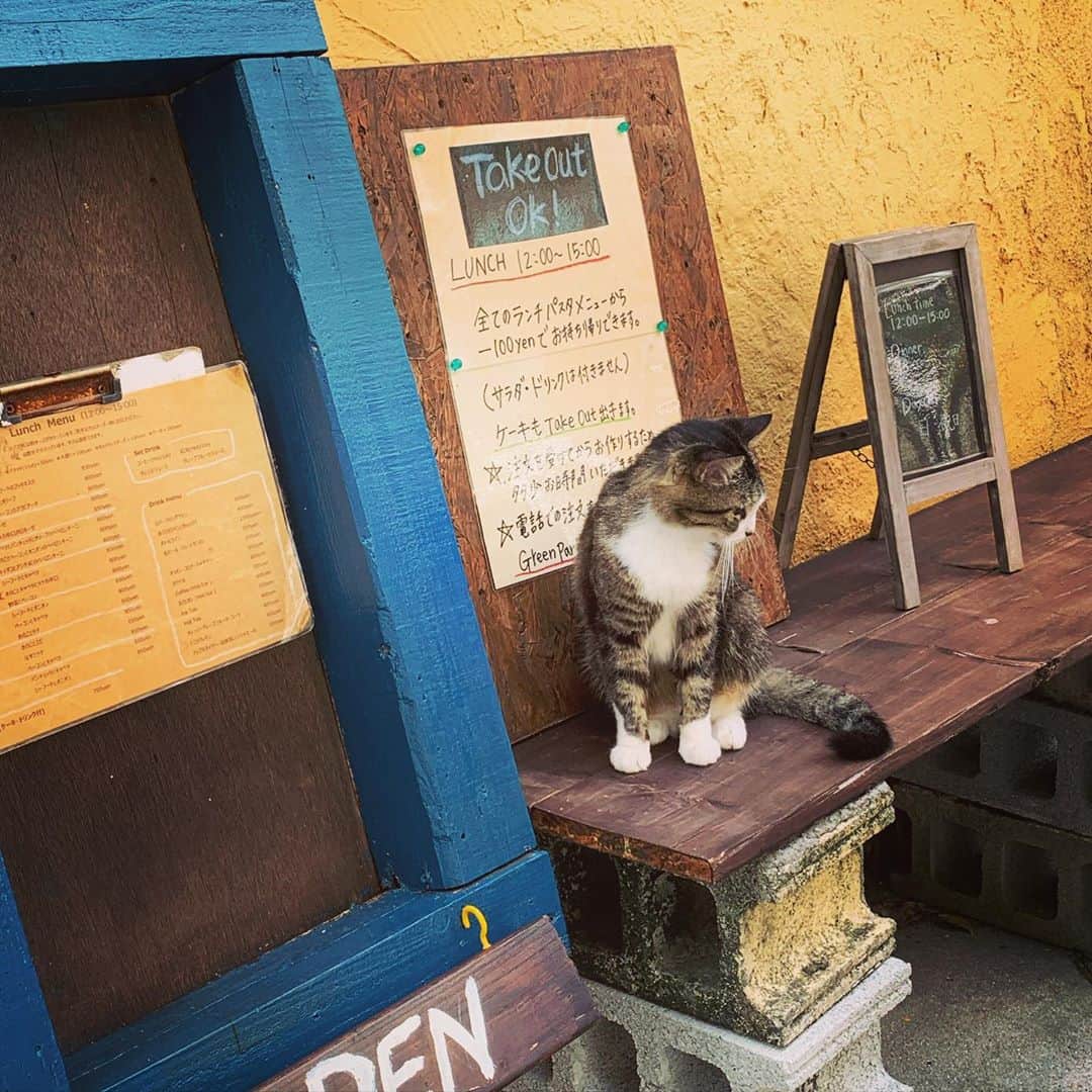 伊波紗友里のインスタグラム：「久茂地ランチで 訪れたグリーンパークカフェ☕️  看板ネコ🐈が お出迎えしてくれました(=^ェ^=)  #ランチ #グリーンパークカフェ #久茂地 #看板猫」