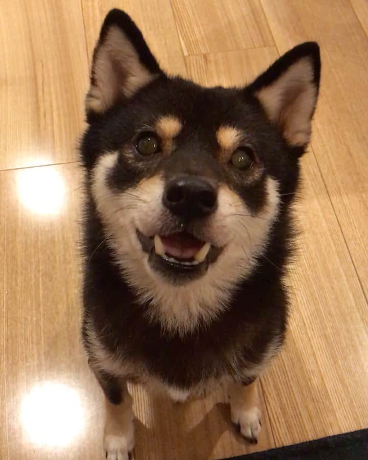 まめ丸のインスタグラム：「* * チーズ🧀のおねだり🐶💓 * #ちょびっとだけもらえた #立っちとクルリンしたよ * #柴犬#豆柴#柴#黒柴#犬#いぬのきもち#shiba#shibainu#shibastagram#shibadog#puppy#instadog#dogstagram#dog#instashiba#petstagram#pet#cutepetclub#강아지#멍스타그램#doglover#ilovemydog#weeklyfluff」