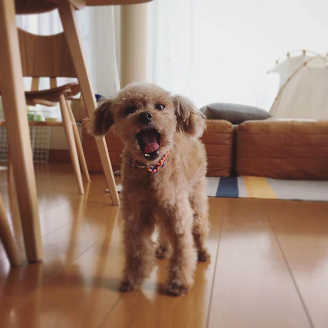 ミツバ&フックのインスタグラム：「あれから2年経つけど元気でいるかな🐶」