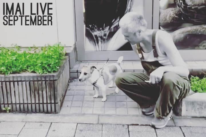 イマイアキノブのインスタグラム：「𖧧 イマイ 9月の演奏予定   ✴︎9.13(日) @ HANGOVER 郡山 『稔平誕辰の歌華』  出演 イマイアキノブ 青木マリ 山本久土  要予約 定員20名  予約 問い カクタジンペイ iggyo696@gmail.com または HANGOVER 郡山 ☎︎0249214828  ✴︎9.19(土) @ KAVACH⚡︎YA 新宿歌舞伎町  『IMAJUN 』vol.2  出演 イマイアキノブ 鈴木純也  予約 問い KAVACH⚡︎YA ☎︎ 03 6233 8677 (pm8〜)  ✴︎9.25(金) @/fr ひかりのうま 大久保 観覧&生配信『男子縦列女子横列vol.20』 観覧 限定7名  出演 イマイアキノブ  青木マリ   ✴︎配信視聴 https://www.youtube.com/user/clublunatica  ✴︎投げ銭 https://clublunatica.stores.jp  ✴︎観覧予約 問い 音楽と珈琲 ひかりのうま clublunatica@icloud.com  ✴︎9.28(月) @ 名古屋クラブクアトロ 『ゴトウケンジ ワンマンライブ go to die vol.3 』 ゲストとして出演  問い JAILHOUSE  ☎︎ ‪052-936-6041‬   ✴︎9.30(水) @ 都内？？ 詳細は後日  #imaiakinobu  #イマイアキノブ  #livemusic #livestreaming」