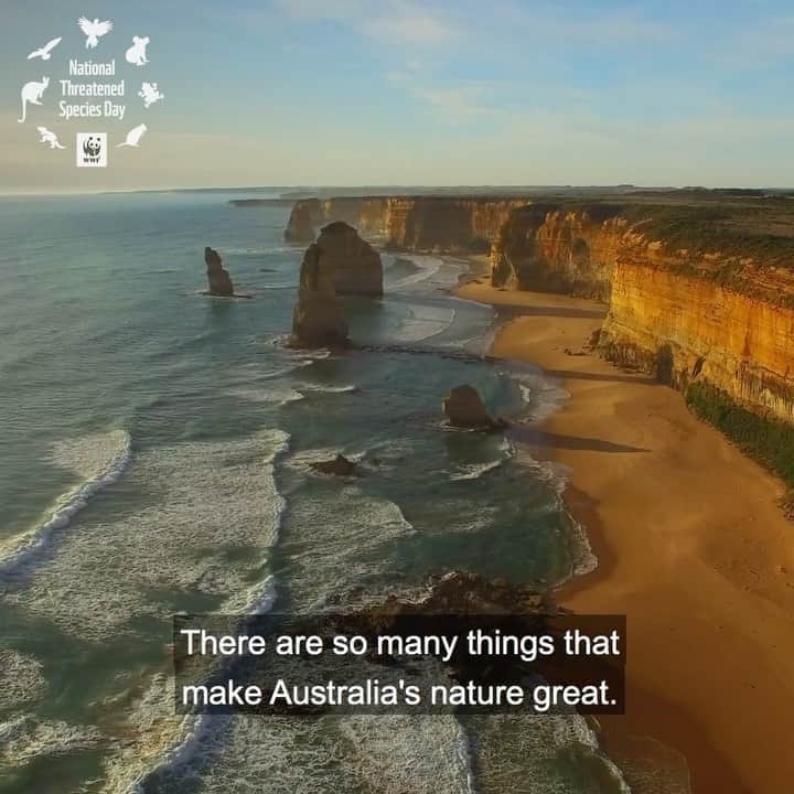 Victoria Leeのインスタグラム：「🧡This #NationalThreatenedSpeciesDay I’m proud to be coming together with thousands of Australians to protect our nature. There is so much to cherish when it comes to the Australian environment - home to unique and diverse wildlife found nowhere else in the world. Sadly though, our nature laws are failing. Today, @wwf_australia released a report on the impact of wild koalas during the catastrophic bushfires our nation just experienced. At one of the six firegrounds surveyed in NSW, researchers found no evidence that any of the koalas there survived💔 The good news is - we currently have a rare opportunity to improve and strengthen the laws (EPBC Act) that are in place to protect Australia’s wildlife. We’ve already lost so much. This is our chance to send a message to the government and tell them that nature matters to all of us 🌿 Join me in taking action: wwf.org.au/endextinction 💙 link in bio」