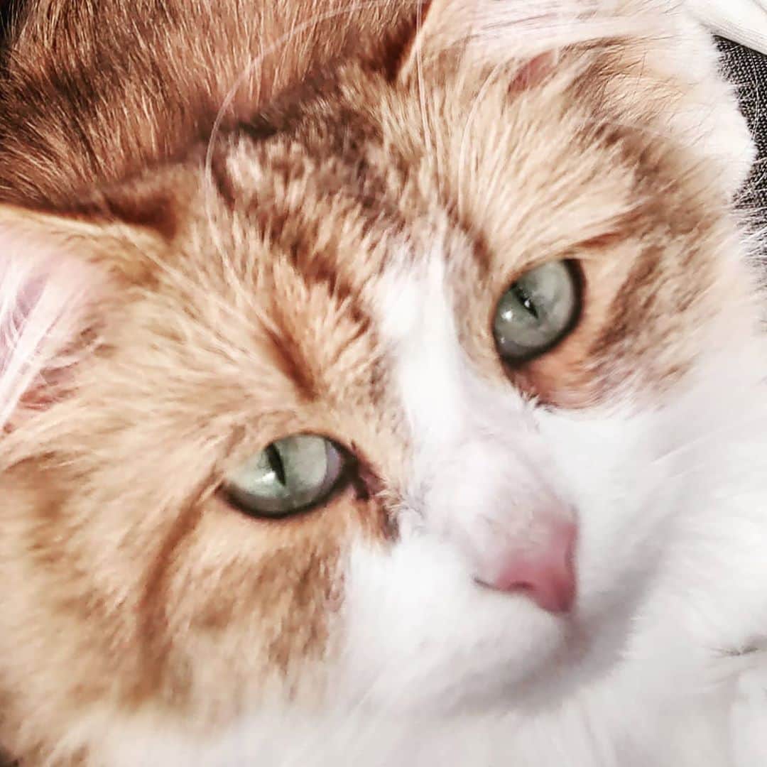 Nila & Miloさんのインスタグラム写真 - (Nila & MiloInstagram)「Selfie like a pro. 😻❤️ #nemi #siberian #cat #goldencat」9月8日 0時11分 - nilamilo