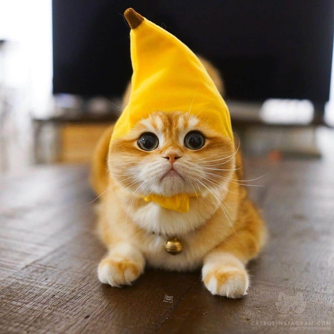 Cats of Instagramさんのインスタグラム写真 - (Cats of InstagramInstagram)「From @pisco_cat: “I want to keep it simple, so I became a banana 🍌 😂” #catsofinstagram」9月8日 0時25分 - cats_of_instagram