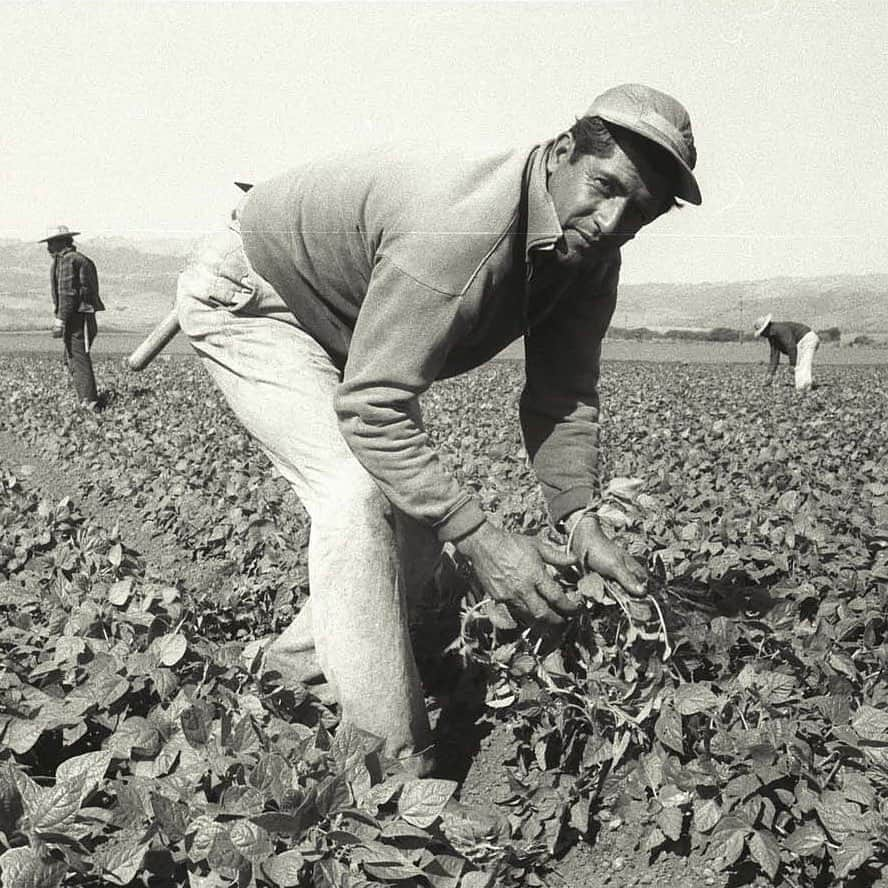 国立アメリカ歴史博物館さんのインスタグラム写真 - (国立アメリカ歴史博物館Instagram)「This snapshot of a farm worker picking pepper in a California field is just one of thousands of moments from the bracero program chronicled in the photography of Leonard Nadel.  In 1942, facing labor shortages caused by World War II, the United States initiated a series of agreements with Mexico to recruit Mexican men to work on U.S. farms and railroads. Between 1942 and 1964, an estimated two million Mexican men came to the United States on short-term labor contracts through the bracero program, named after the term used in Mexico for a manual laborer. "When the U.S. needed it most, we came to serve the United States,” recalled former bracero José Ramírez Delgado, “When the U.S. needed it most, I was here."  The bracero program was one of both exploitation and opportunity. Workers were able to send home money—but they earned that money through long hours of hard work, suffering through difficult and sometimes humiliating conditions on and off the fields.  To learn more about the bracero program and explore more of Nadel's photography, click the link in our bio: http://s.si.edu/Bracero  #AmericanHistory #LaborHistory #LaborDay #ImmigrationHistory #MigrationHistory」9月8日 0時38分 - amhistorymuseum