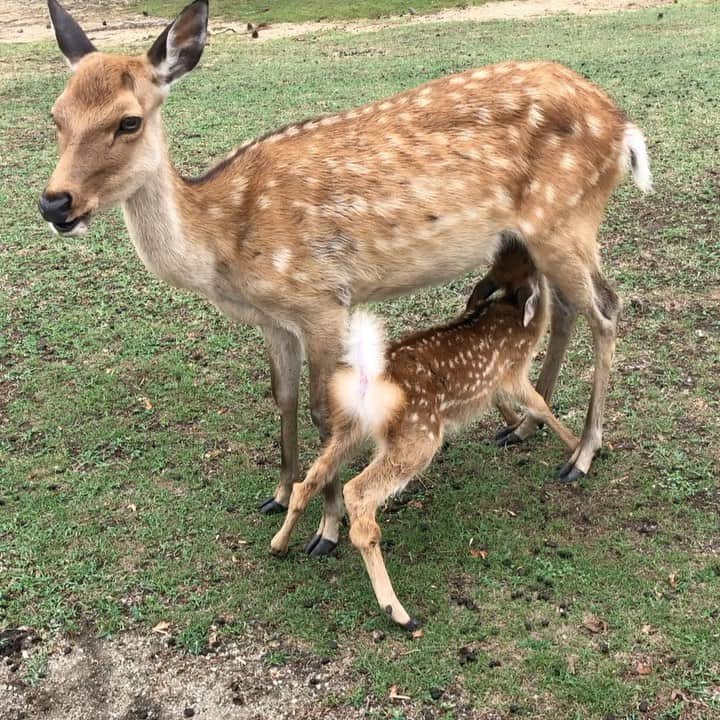 北原雅樹のインスタグラム：「シカは子育てしてたよ！ 目の前でおっぱいを飲む、子鹿が見れます！  が！！  親鹿は、子育て中は危険です！！  #子鹿  #おっぱいを飲む  #おっぱいを飲む姿  #可愛い  #奈良公園  #奈良公園の鹿  #親鹿  #手を出すと寄ってくる  #親子」