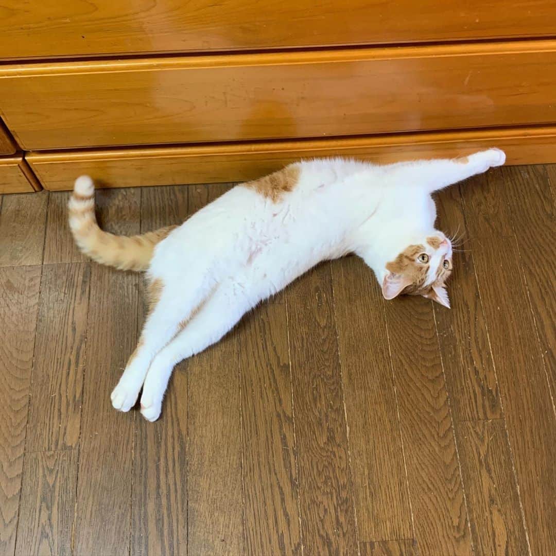 のインスタグラム：「あれ？身体曲がりすぎてない？ Isn't your body bent too much?  #うちの猫ら #oinari #猫 #ねこ #cat #ネコ #catstagram #ネコ部 http://kachimo.exblog.jp」