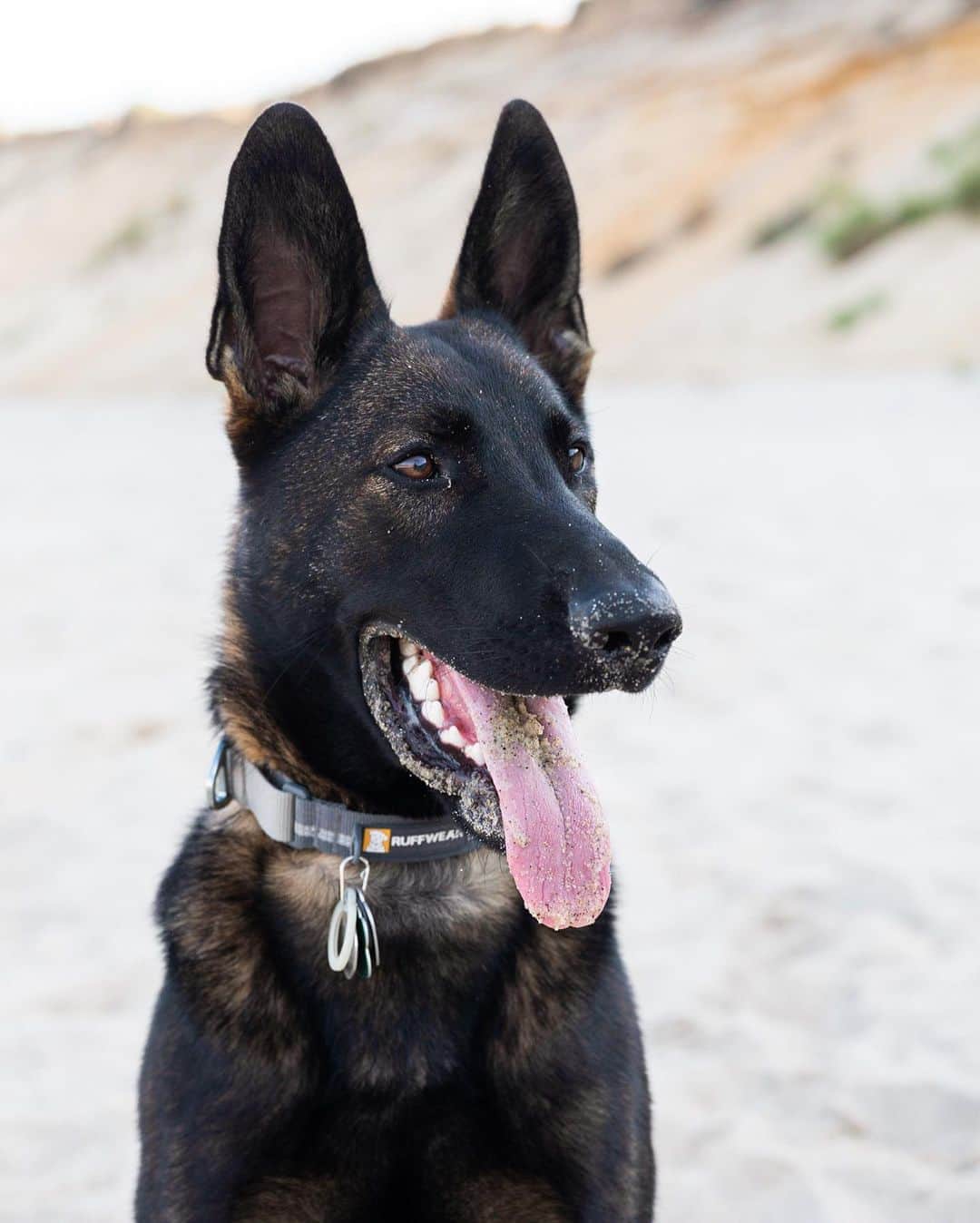 The Dogistさんのインスタグラム写真 - (The DogistInstagram)「Zuma, German Shepherd (7 m/o), Lecount Hollow Beach, Wellfleet, MA • “He’s a phenomenal dog and if he’s got his ball, he’s happy.”」9月8日 10時15分 - thedogist