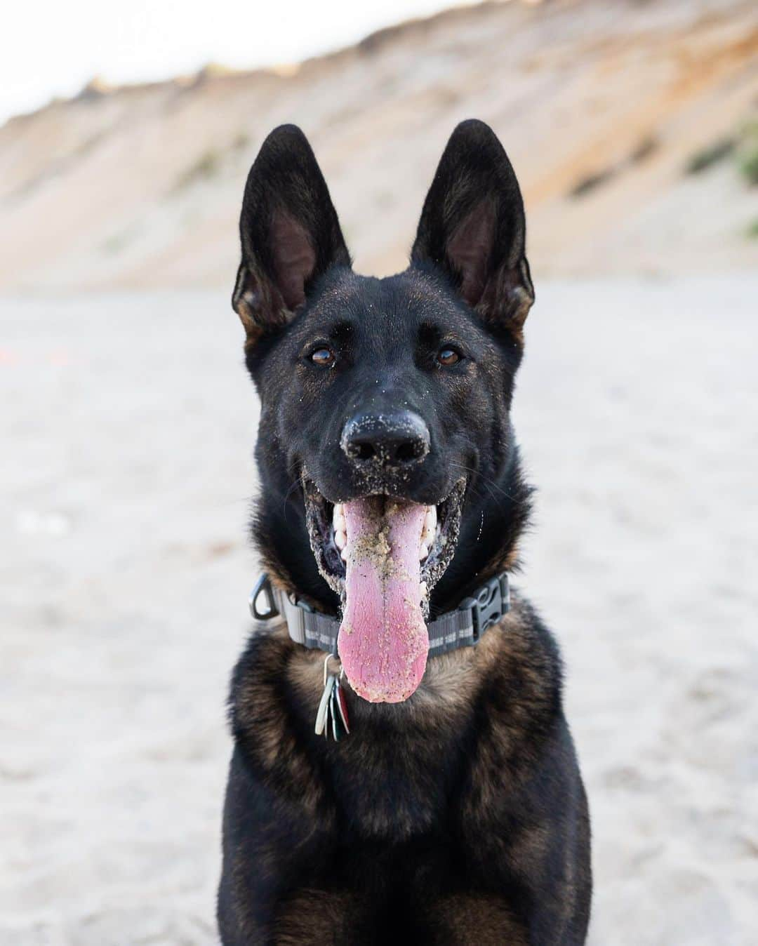 The Dogistさんのインスタグラム写真 - (The DogistInstagram)「Zuma, German Shepherd (7 m/o), Lecount Hollow Beach, Wellfleet, MA • “He’s a phenomenal dog and if he’s got his ball, he’s happy.”」9月8日 10時15分 - thedogist