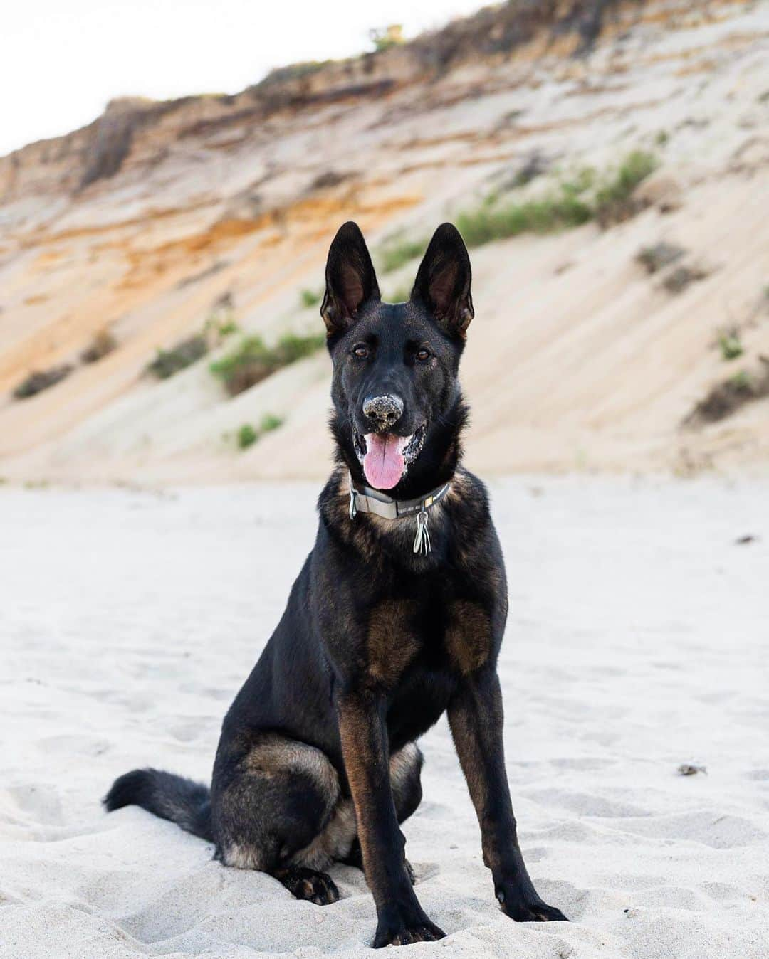 The Dogistさんのインスタグラム写真 - (The DogistInstagram)「Zuma, German Shepherd (7 m/o), Lecount Hollow Beach, Wellfleet, MA • “He’s a phenomenal dog and if he’s got his ball, he’s happy.”」9月8日 10時15分 - thedogist