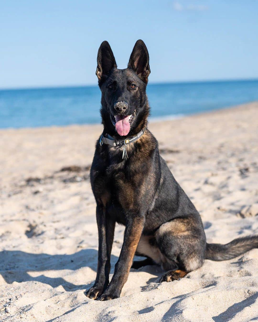 The Dogistさんのインスタグラム写真 - (The DogistInstagram)「Zuma, German Shepherd (7 m/o), Lecount Hollow Beach, Wellfleet, MA • “He’s a phenomenal dog and if he’s got his ball, he’s happy.”」9月8日 10時15分 - thedogist