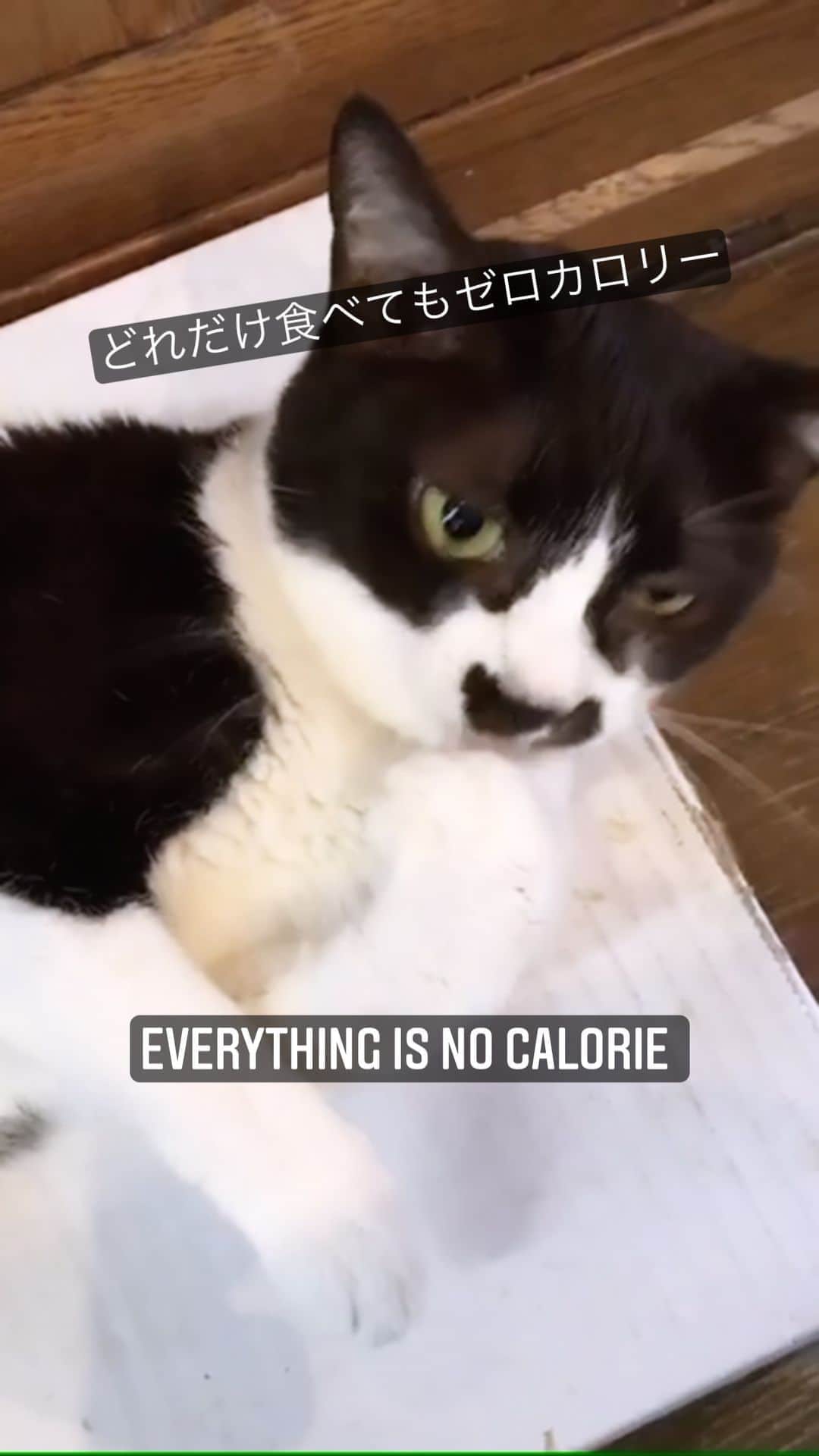 もじゃころのインスタグラム：「どれだけ食べてもゼロカロリー！  #チョッチュ具志コロペッペ  #お手手おいしい」