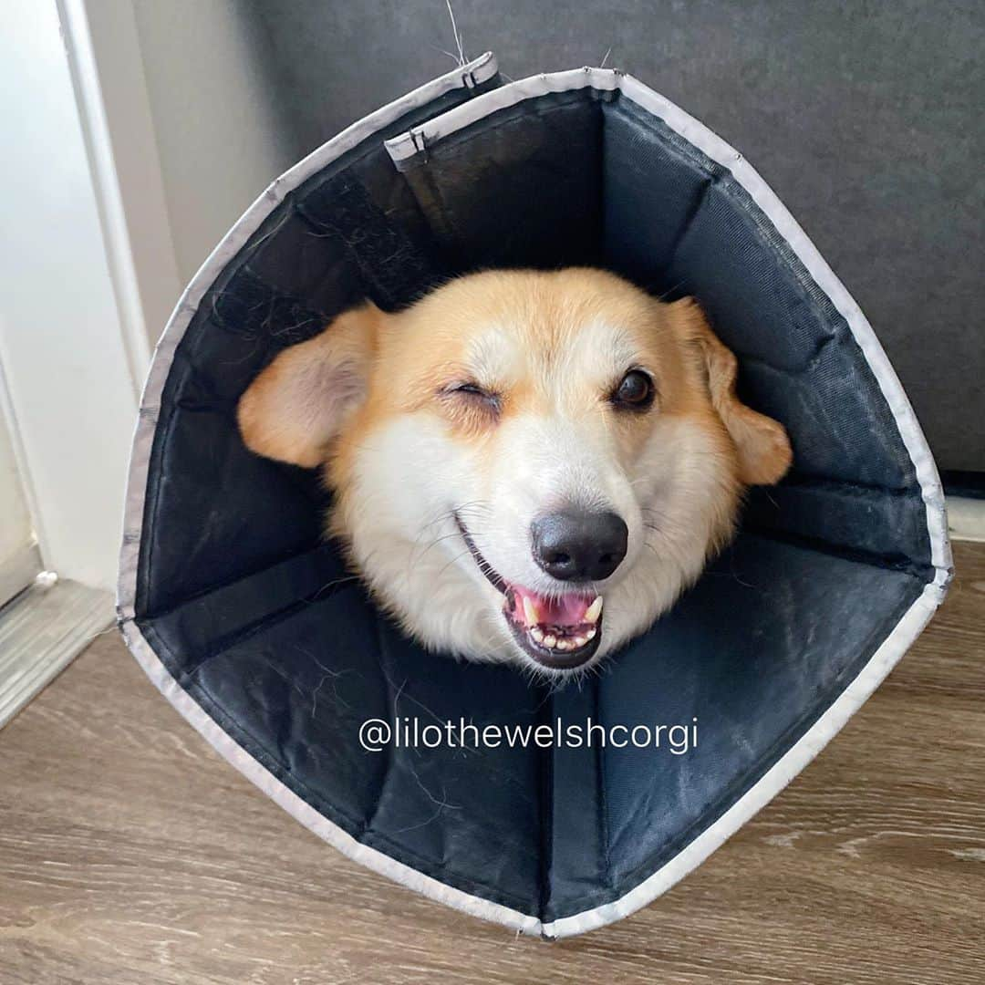 Liloさんのインスタグラム写真 - (LiloInstagram)「Smile for someone today so they can smile too! Even with a little eye infection I still try to smile... but cone of shame boo!⁣ ⁣ ⁣ ⁣ ⁣ ⁣ ⁣ ⁣ ⁣ ⁣ ⁣ ⁣ ⁣ #weeklyfluff #vscocam #huffpostgram #animalsaddict #houndsbazaar #ruffpost #fluffypack #bestwoof  #cutepetclub #animalsco #corgi #dogsofinstagram #aplacetolovedogs #buzzfeedanimals #barkbox #dogsofig #dog #puppies #cute #corgination #barkpack #corgisofinstagram⁣」9月8日 10時38分 - lilothewelshcorgi