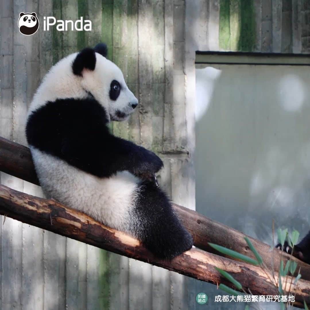 iPandaさんのインスタグラム動画 - (iPandaInstagram)「Fact shows that their decision ...
