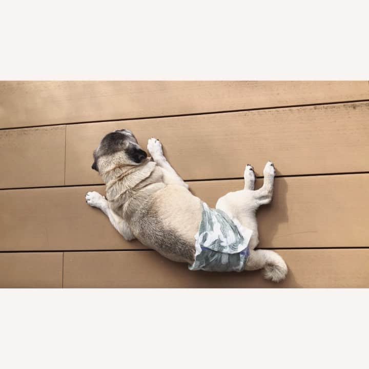 八兵衛のインスタグラム：「Hello September 🌿 Sep8,2020 * *  #ほぼ黒パグ #おじいちゃん犬 #pug #puggy #puglife #puglove #petstagram #pugstagram #pugsofinstagram #pugs #dog #ふわもこ部  @igersjp #IGersJP #east_dog_japan #pecoイヌ部 #八兵衛 #はちべえ #sippoストーリー」