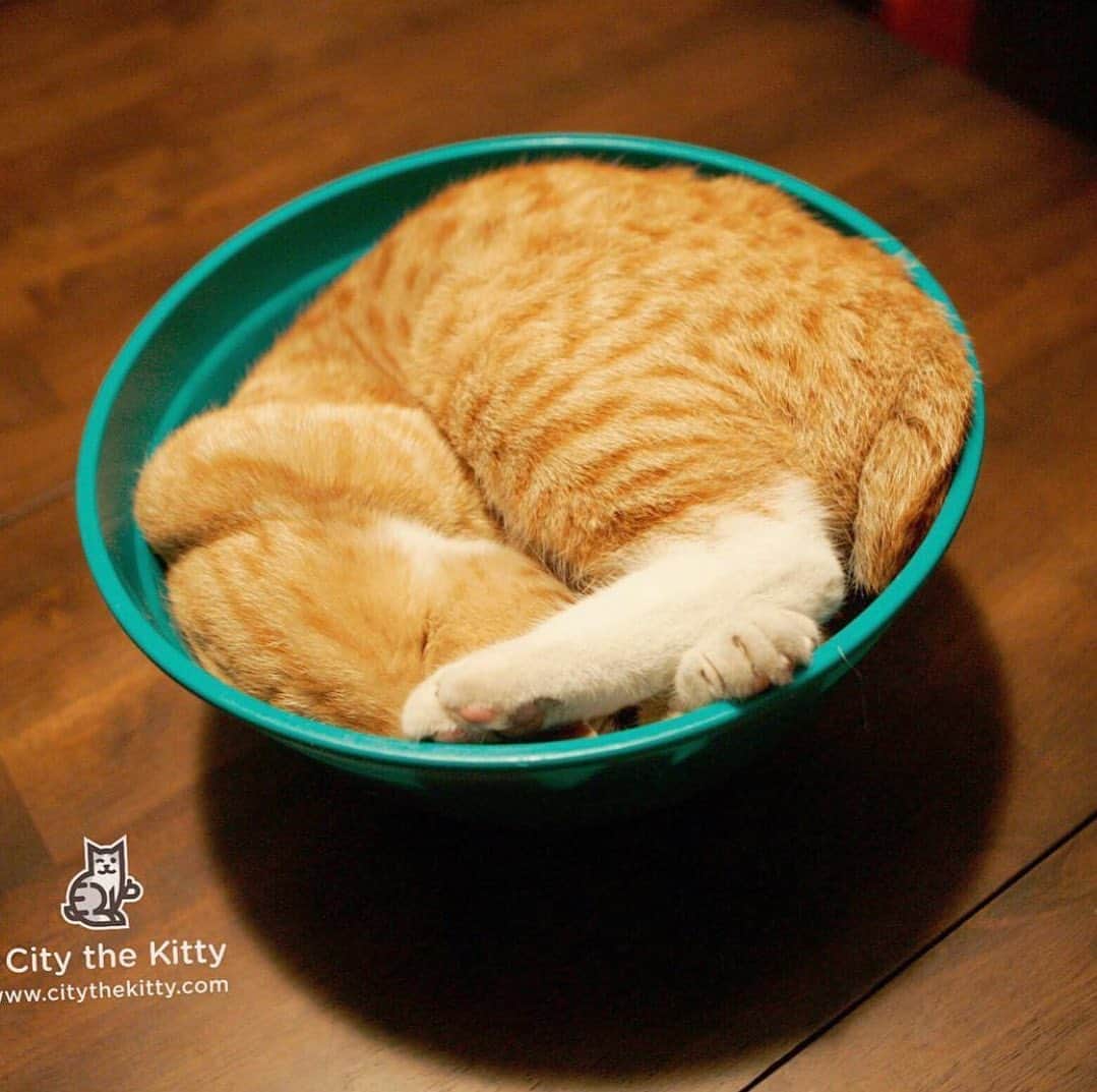 のインスタグラム：「Today we’ve been working on our important cause, but now it’s time for a snooze. 😹 #catnap #sillycat」