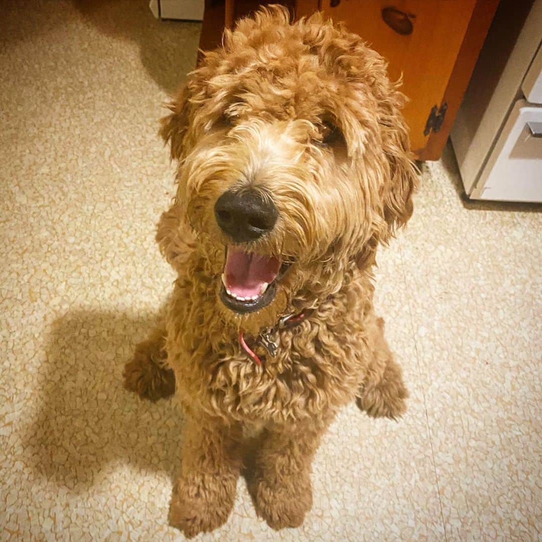 ジャック・グリフォーのインスタグラム：「My Lady 🥰🐶🤍」