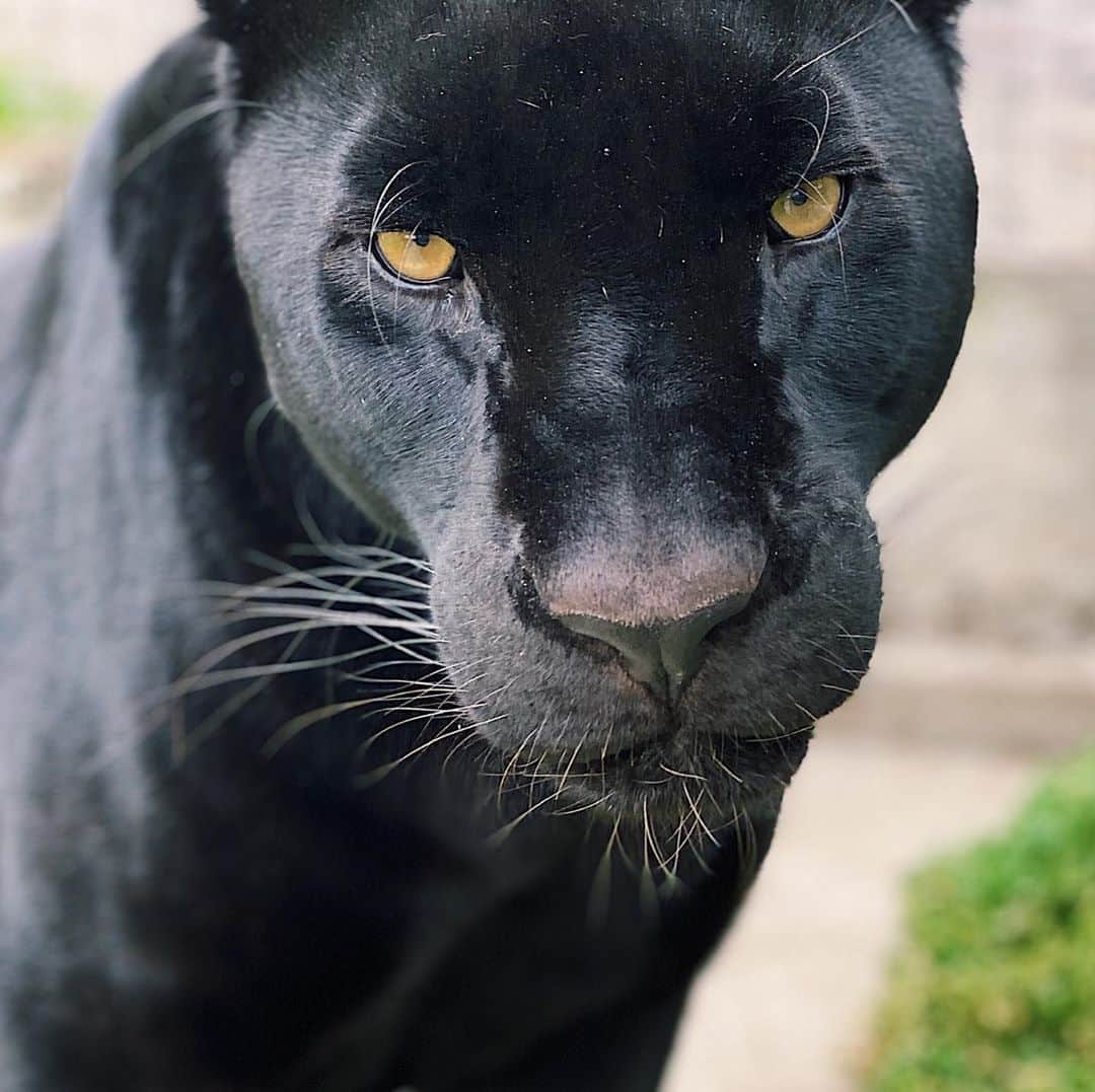 Black Jaguar-White Tiger さんのインスタグラム写真 - (Black Jaguar-White Tiger Instagram)「#Cielis #PropertyOfCielo」9月8日 3時51分 - blackjaguarwhitetiger